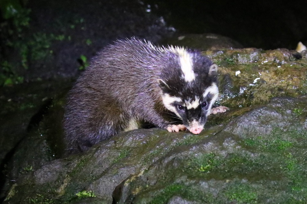 Javan Ferret Badger