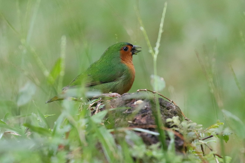 tawny-breasted Parrotfinch