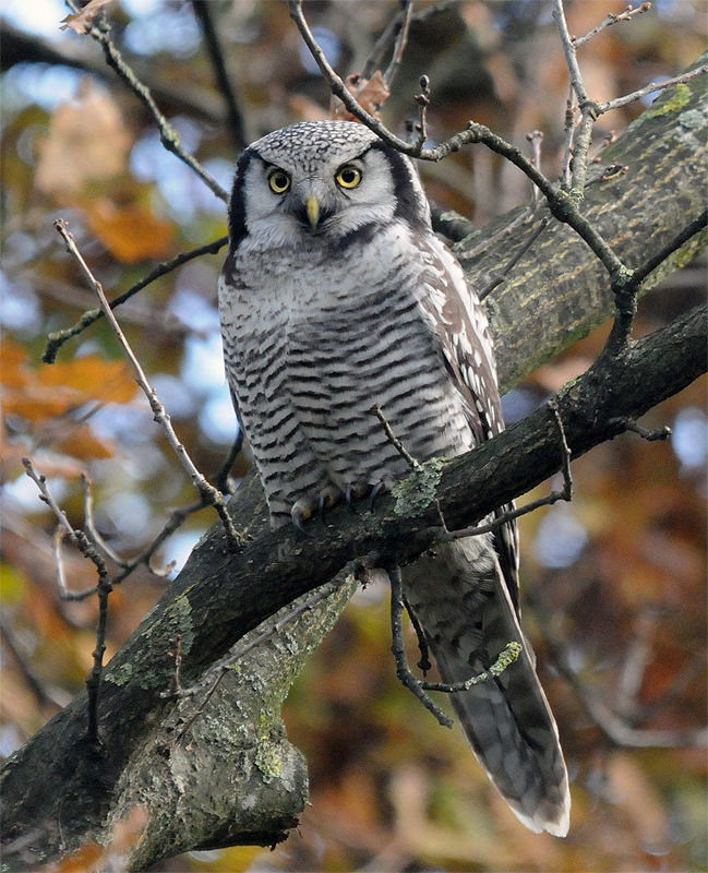 Sperweruil Surnia ulula, Zwolle, 25 november 2013 (Frank Coenjaerts)