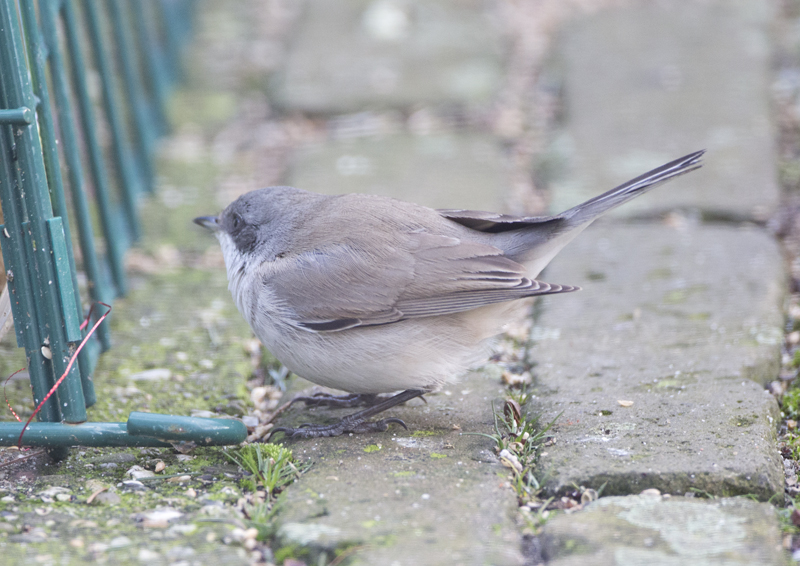 Siberische Braamsluiper S a blythi, Culemborg, 11 januari 2014 (Co van der Wardt)