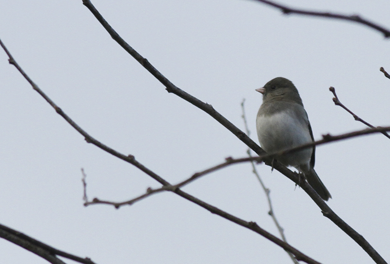 Grijze Junco