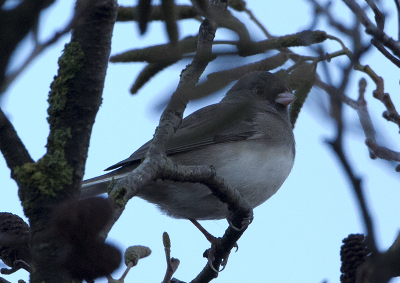 Grijze Junco