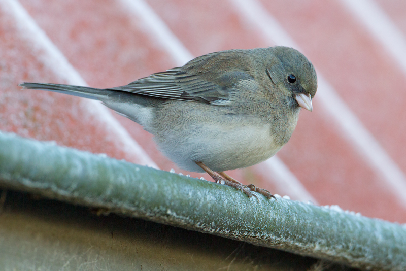 Grijze Junco Junco hyemalis, Groningen, 3 februari 2015 (Jaap Denee)