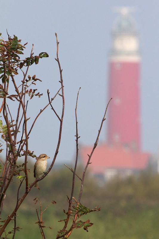 Grauwe Klauwier Texel