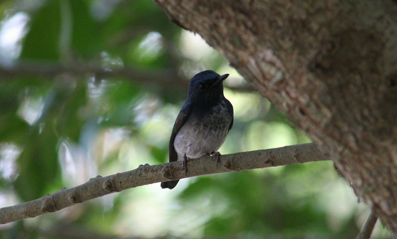 Hainan Blue Flycatcher (Henk Hendriks)