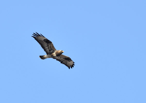 Ruigpootbuizerd