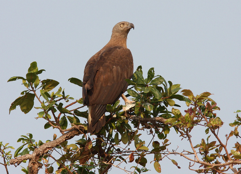 Grey-headed Fish Eagle (Henk Hendriks)