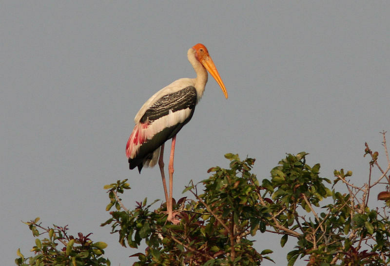 Painted Stork (Henk Hendriks)