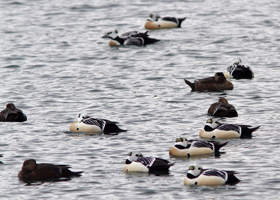 Stellers Eider