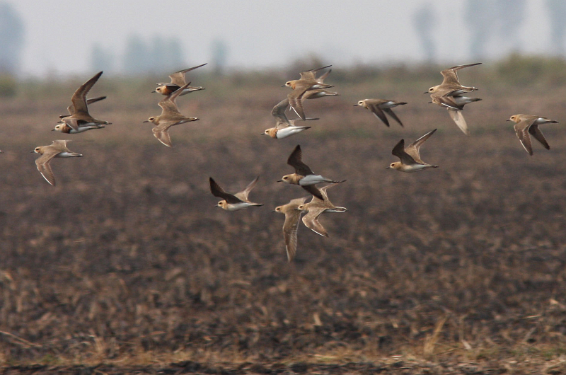 Oriental Plovers (Henk Hendriks)