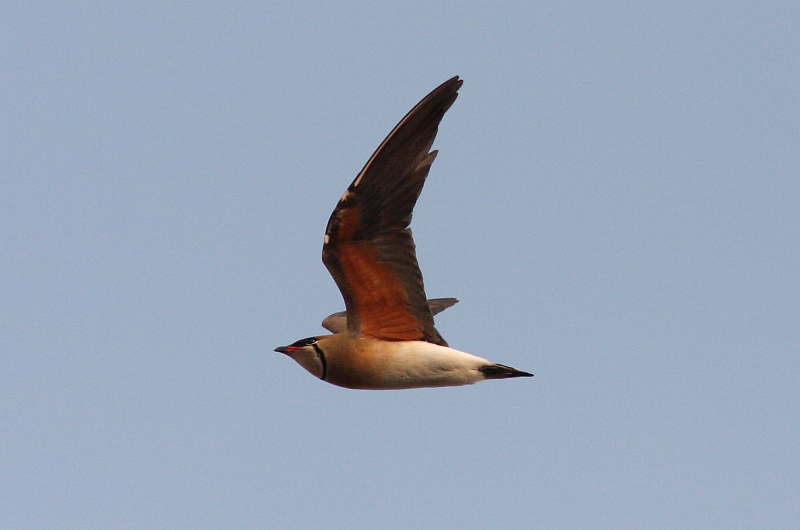 Oriental Pratincole (Henk Hendriks)