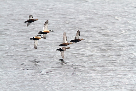 Stellers Eiders