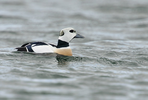 Stellers Eider