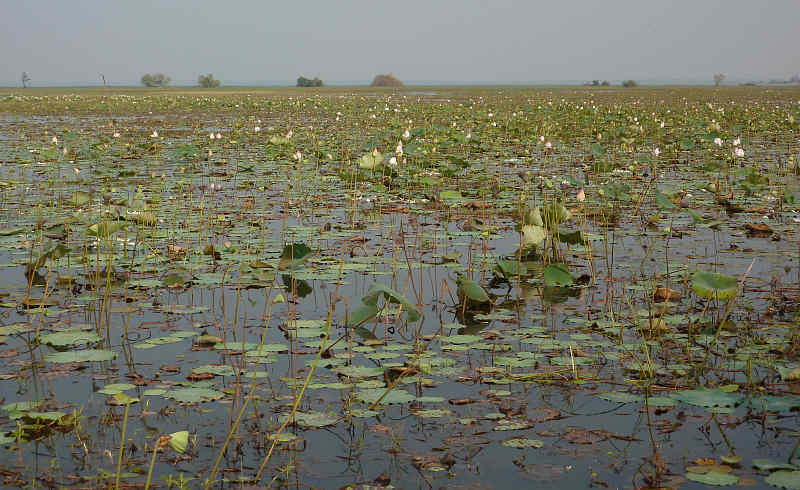 Tonle Sap (Henk Hendriks)