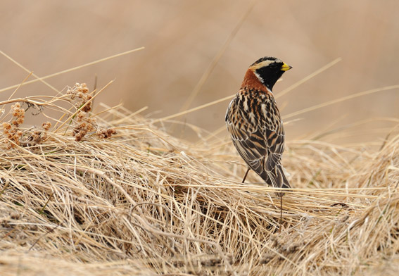 Lapland Bunting