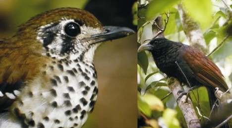 Coucal & Thrush