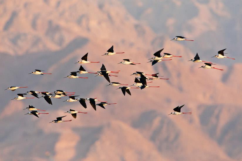 Black-winged stilts