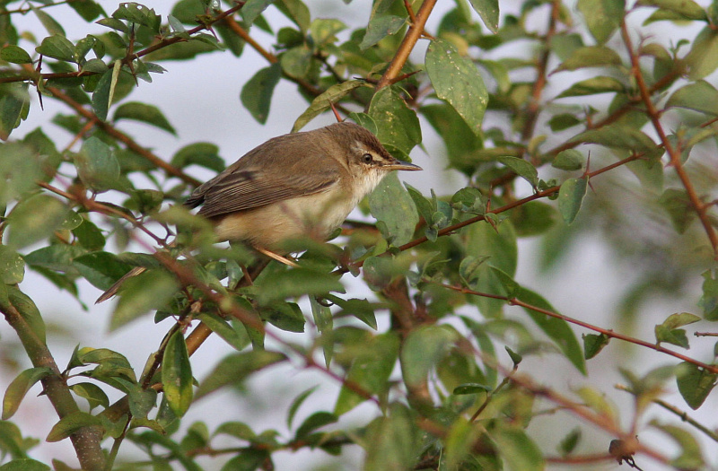 Manchurian Reed Warbler (Henk Hendriks)