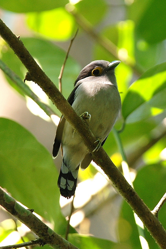 SB Broadbill