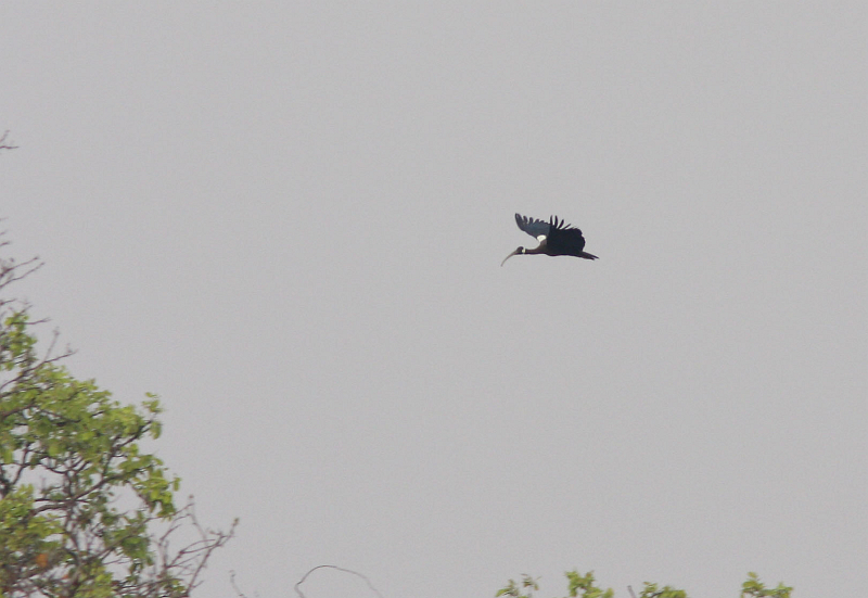 White-shouldered Ibis (Henk Hendriks)