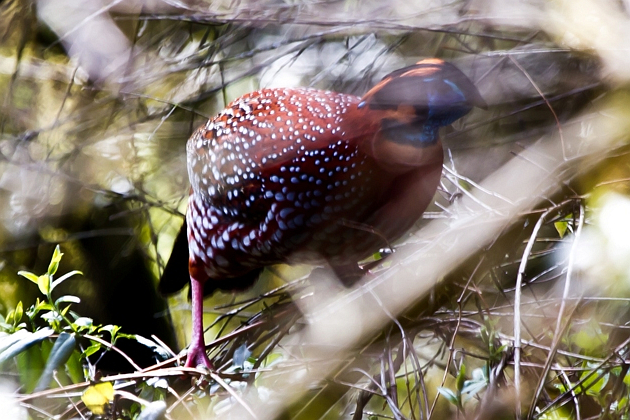 Temminck's Tragopan