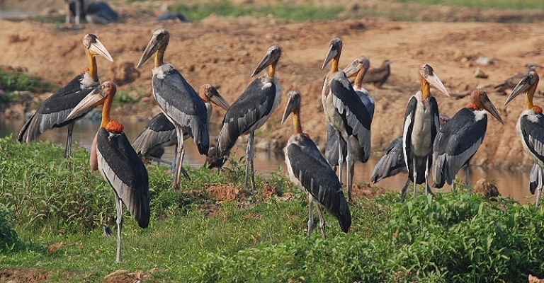 Greater Adjutant