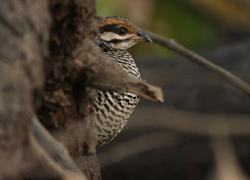 Chinese Francolin (Henk Hendriks)