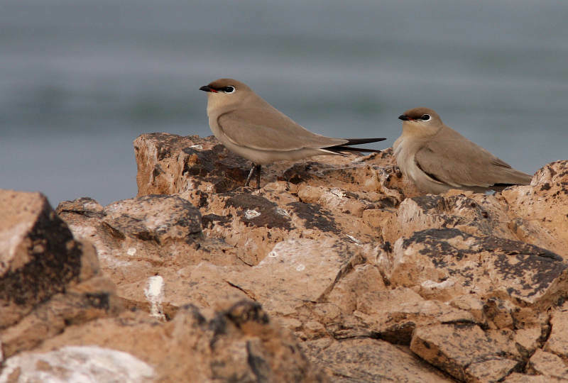 Small Pratincoles (Garry Bakker)