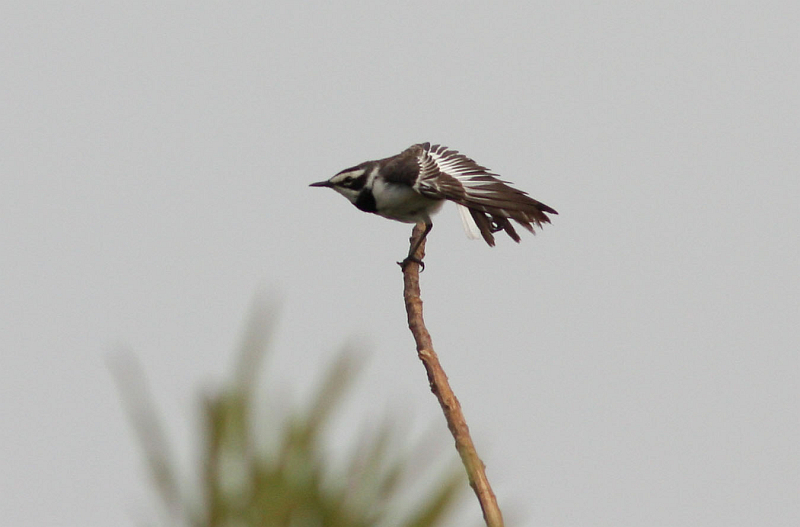 Mekong Wagtail (Henk Hendriks)