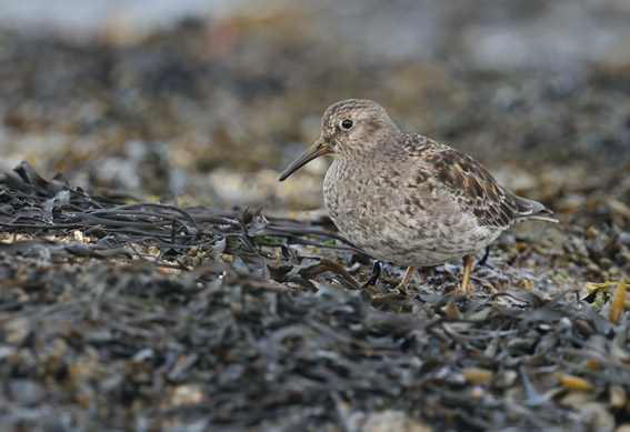 Paarse Strandloper