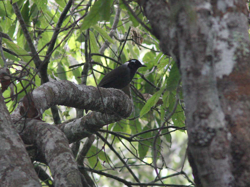 Cambodian Laughingthrush (Henk Hendriks)