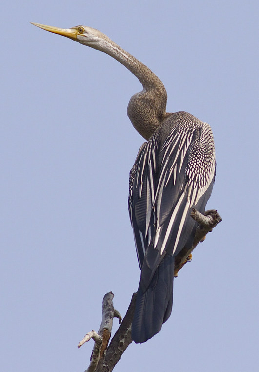 Aziatische Slangehalsvogel (Garry Bakker)