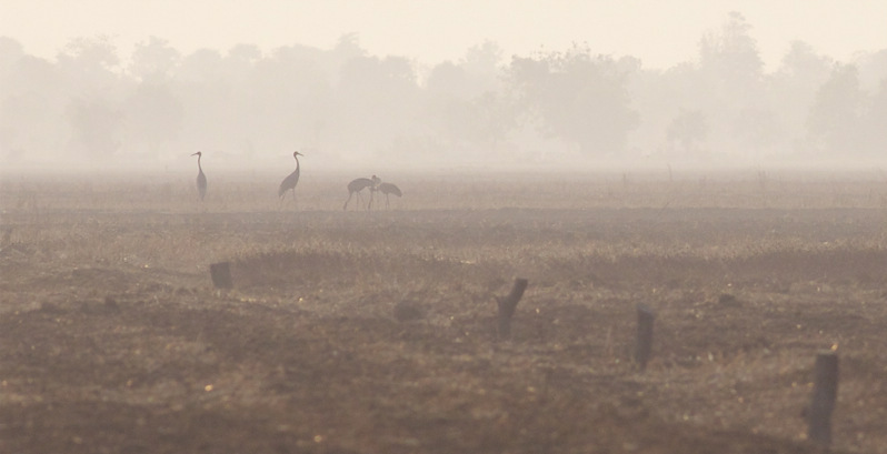 Sarus Cranes (Garry Bakker)