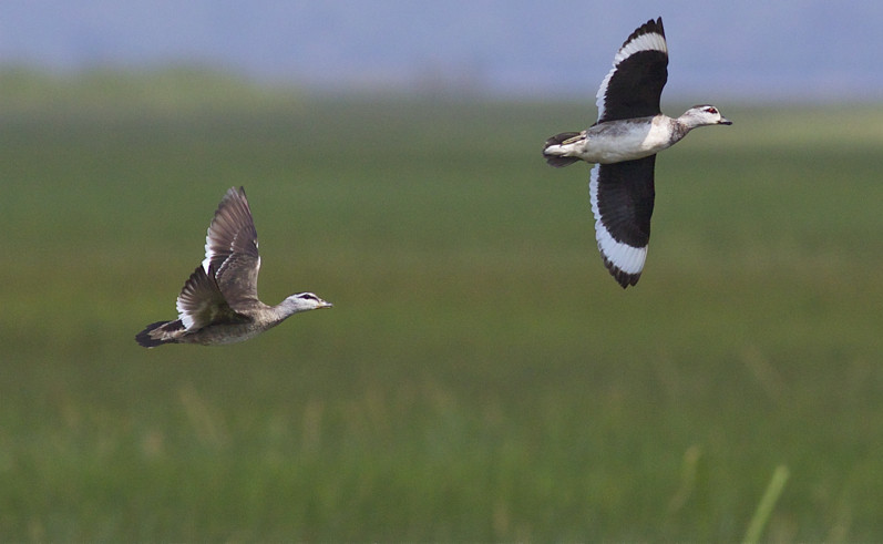 Cotton Pygmy Goose (Garry Bakker)