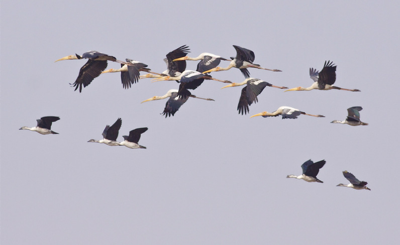 Painted Storks en Comb Ducks (Garry Bakker)