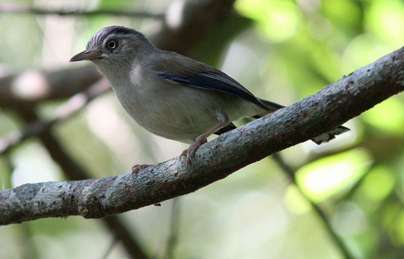 Blue-winged Minla (Henk Hendriks)