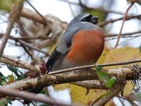 GH Bullfinch