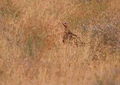 Pin-tailed SG