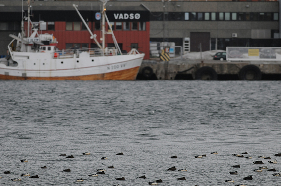 Stellers Eiders