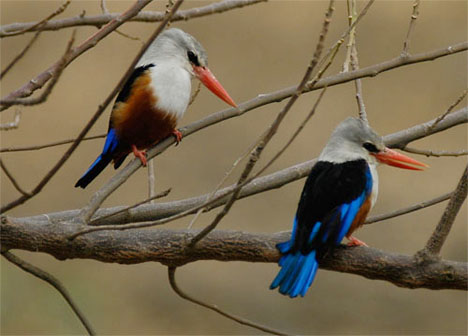 Grijskopijsvogels