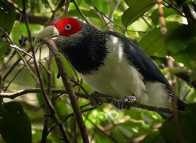 Red-faced Malkoha