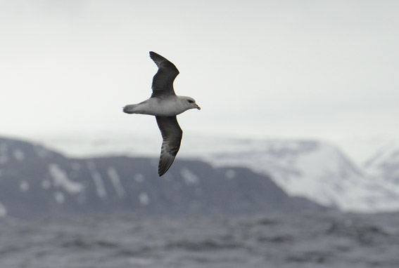 blue fulmar