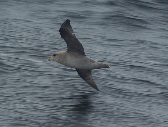 blue fulmar