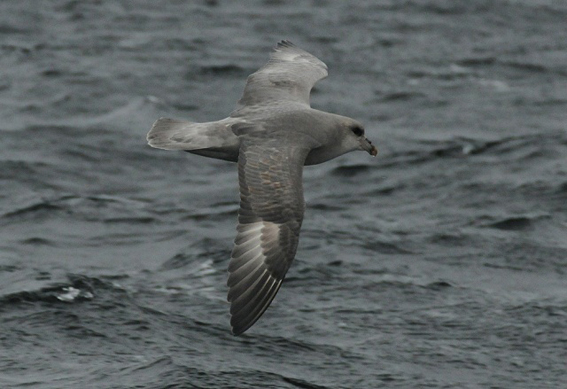 blue fulmar