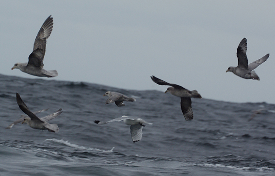 blue fulmars