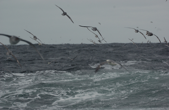 blue fulmars