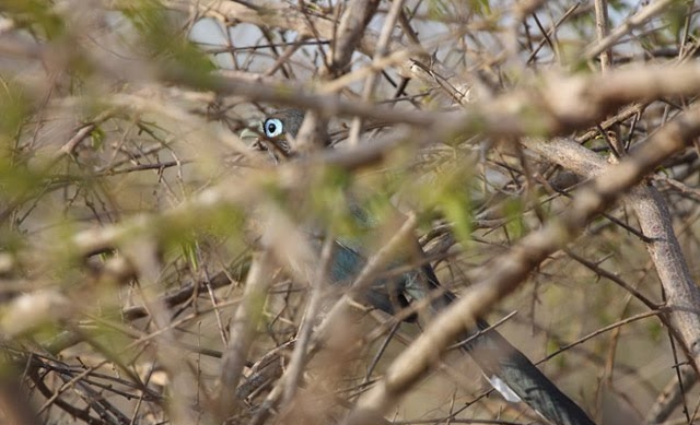 Blue-faced Malkoha