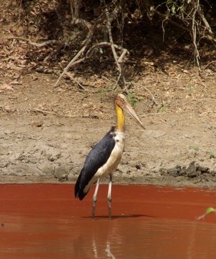 Lesser Adjutant