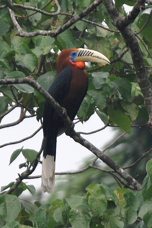 Rufous-necked Hornbill