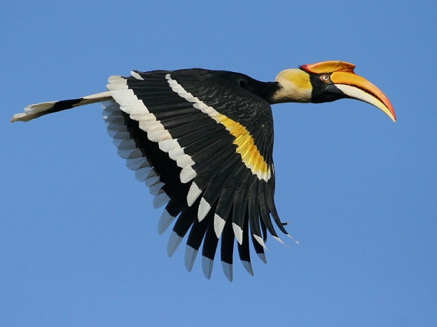 Great Hornbill